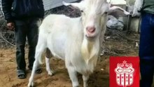 الخروف