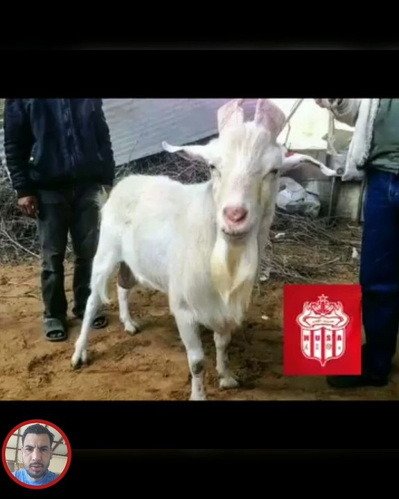 الخروف