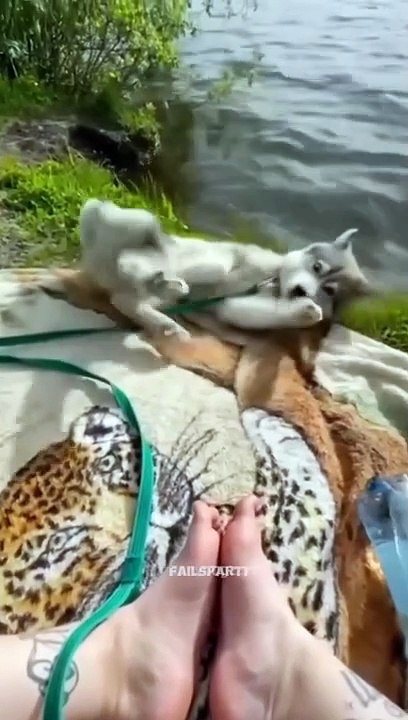 Funny and Cute Cat