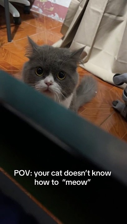 Ce chat n'a jamais miaulé de sa vie et on comprend pourquoi (vidéo)