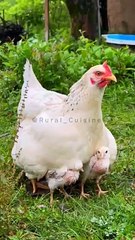The Mother Hen With Her Chicks @Rural Cuisine