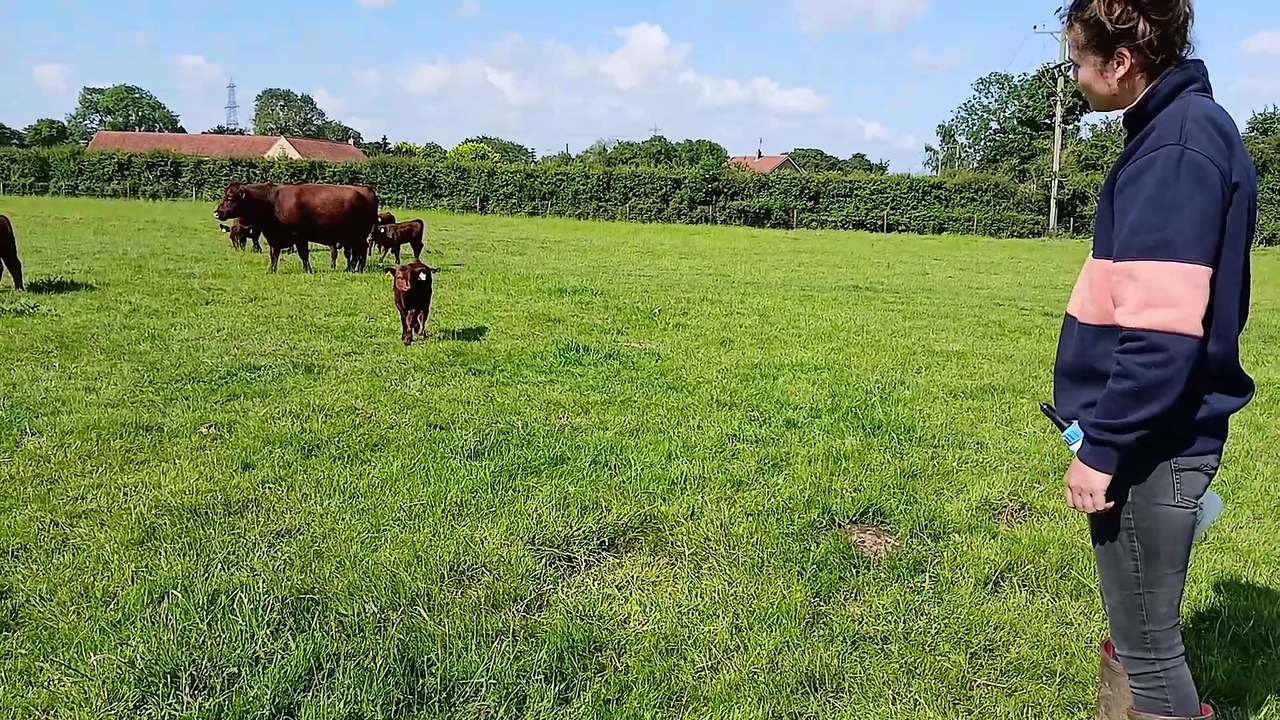 Harriette Blanchard feeds a calf at Mick Thurlby's farm in Tallington