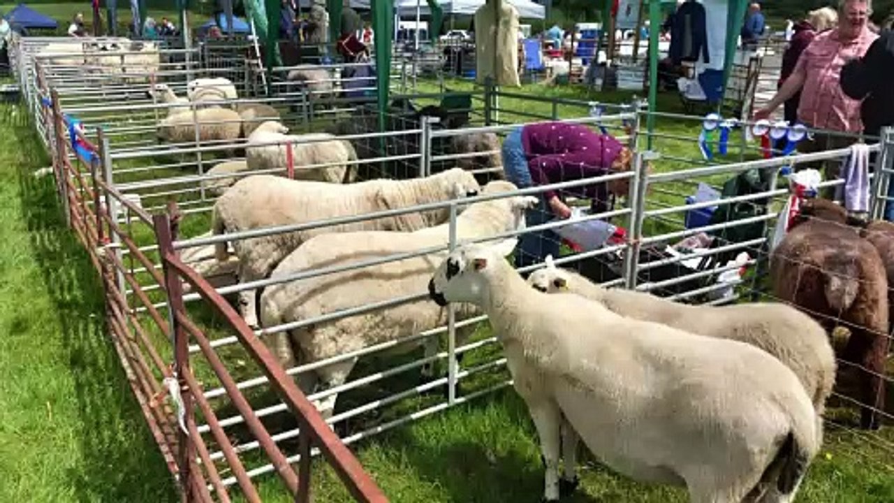 Aberystwyth Show 2024: Take a look at some of this year's entries