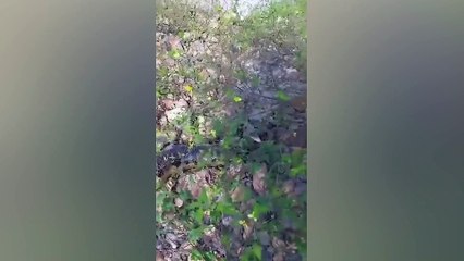 Sucuri gigante surpreende e obriga caminhão a parar em estrada