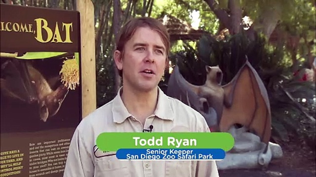 Find Out More About Fruit Bats, One of the Most Interesting Creatures on the Planet