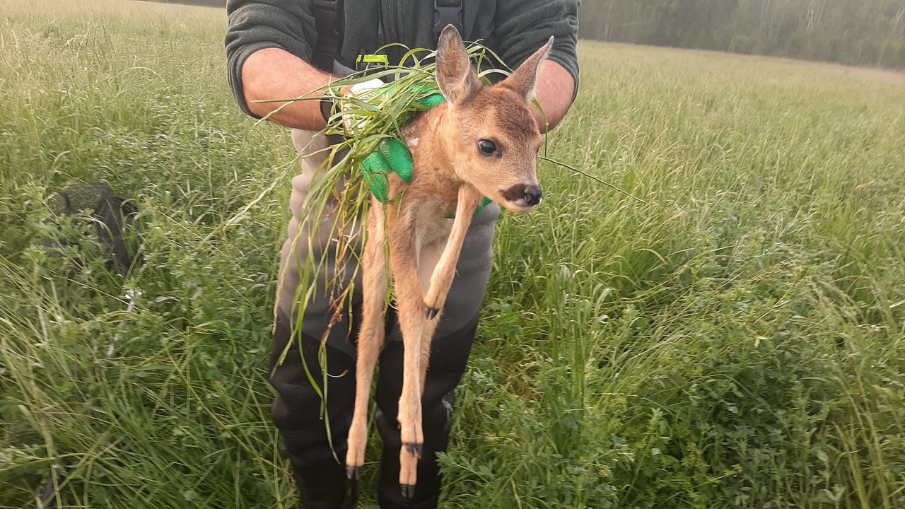 Les chasseurs sauvent les faons avant la fauche