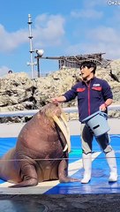 شاهد قدرة الإنسان على ترويض اي شيء في الحياة ❤️