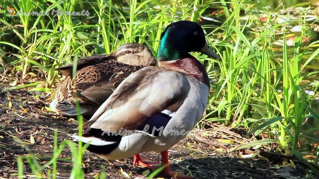 Happy Farm Animals - Cow, Duck, Dog, Pig, Chicken - Animal Sounds