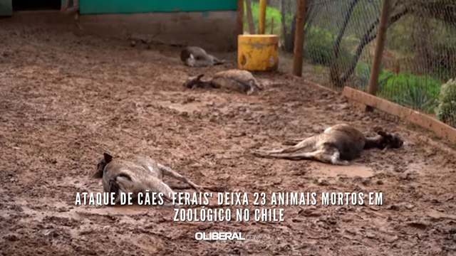 Ataque de cães 'ferais' deixa 23 animais mortos em zoológico no Chile