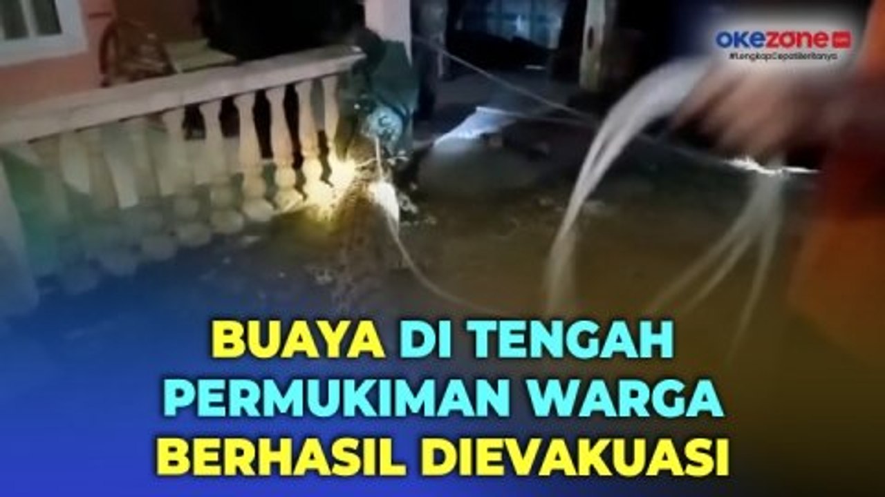 Buaya yang Muncul di Tengah Permukiman Warga Berhasil Dievakuasi Petugas BKSDA dan Warga