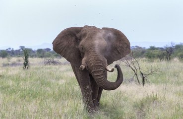 Elephants have their own names