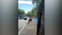Cavalo solto na rua ataca moradores em rua do Jaraguá, Zona Norte de SP
