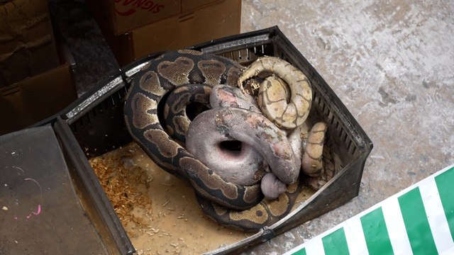 Thaïlande : le marché de Chatuchak, célèbre pour ses animaux exotiques, ravagé par les flammes