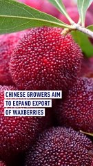 Chinese growers aim to expand export of freshly picked waxberries