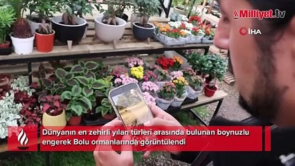 Isırdığında öldüren yılan türü Bolu’da görüntülendi