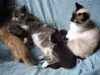Vidéo des Papillon et Blanco avec leurs  chatons