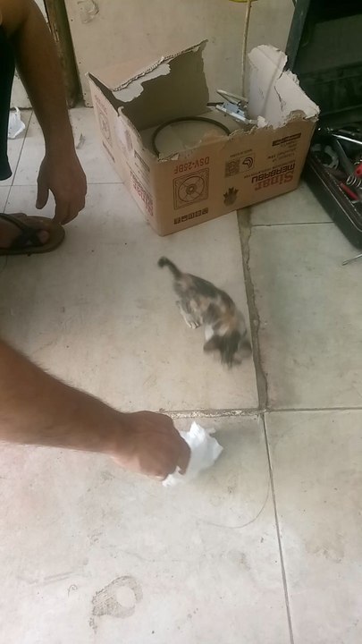 cat  walk funy