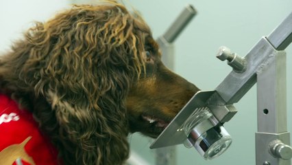 Meet Asher: The Medical Detection Dog Revolutionizing Cancer Detection 🐶