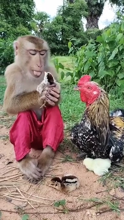 Monkey video