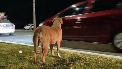 Cão não para de latir ao lado do corpo do dono atropelado 🚶‍♂️