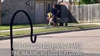 Kind Stranger Helps Older Dog Get Home