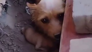 Kind Strangers Rescue Dog and Her Puppies Dogs