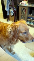 放っておいて。私はゾーンにいるの。ゴールデンレトリバーの犬、子犬、かわいい犬好きのペット。