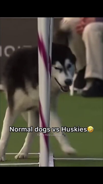 普通の犬とハスキー犬。かわいいペットのビデオ