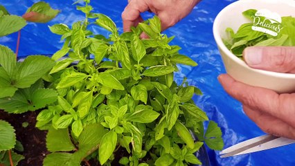 2023 klimaatneutraal koken met Leptomania ft. Nada van Nie