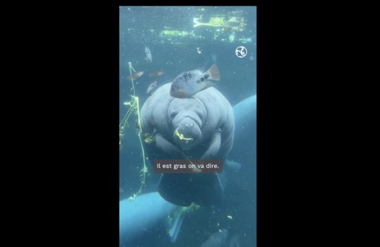 Parc zoologique de Paris : découvrir l'atelier nourrissage des lamantins