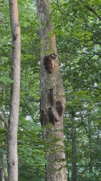 Baby Raccoons Climb Tree With Their Mother