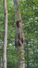 Baby Raccoons Climb Tree With Their Mother