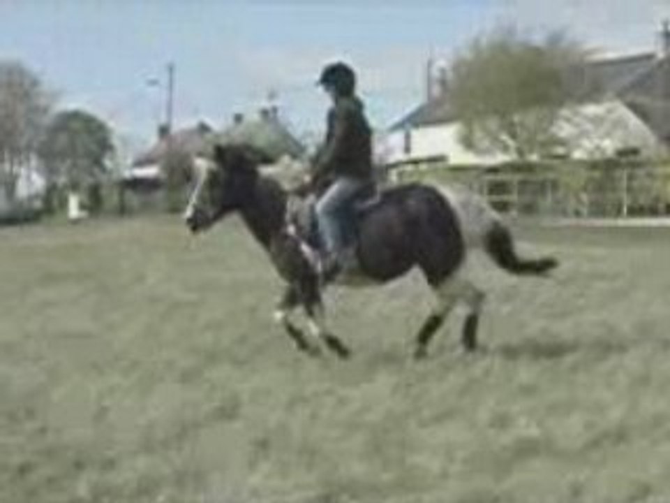 Kaline dressage