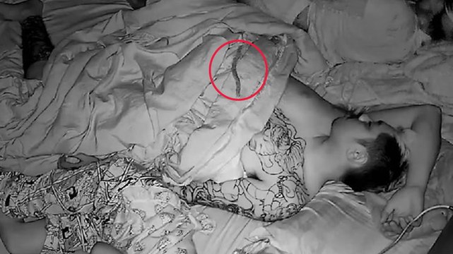 Watch: Huge venomous centipede crawls across sleeping couple