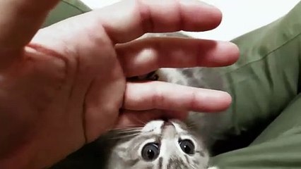 a kitten who feels particularly affectionate today