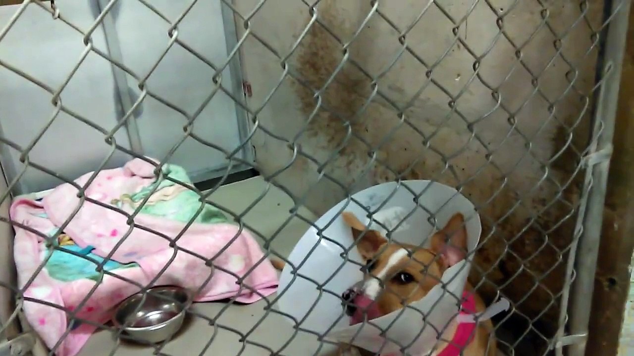 Old film Some Adopted-Rescued Kids People have Opened Hearts Homes were at Pima Animal Care Center 4000 N. Silverbell Tucson AZ as of 7-20-2017RoscoChickadee - Watermelon - Bear - Melody - Maverrick - Marty - Roxy