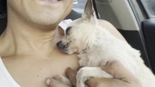 Influencer rescata a perrito de 14 años que había sido abandonado, la reacción conmueve en redes