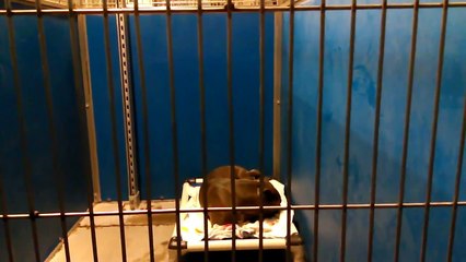 Old film❤️~6 Adoptables in tent at Pima Animal Care Center❤️QuasiMollySonjaDameJubaReginald7-30-2017