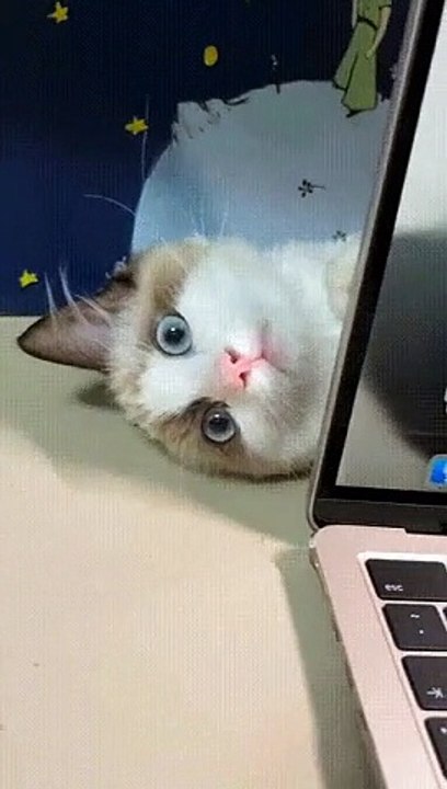 Cat Having Fun
