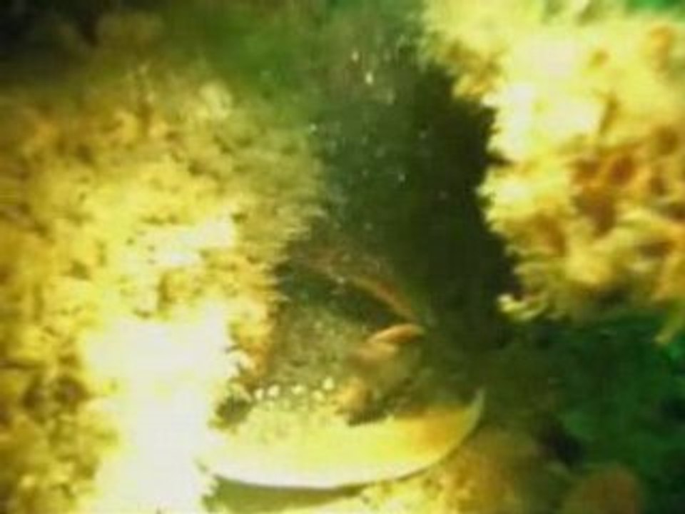 Plongée sur "l'épave aux gueuses", Fécamp, Normandie