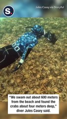 Diver Swims Over Giant Pile of Spider Crabs