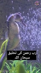 رب العالمین کی تخلیق