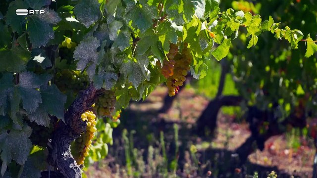 Vinhos com História - Episódio 04-05-Vinho Medieval Cisterciense