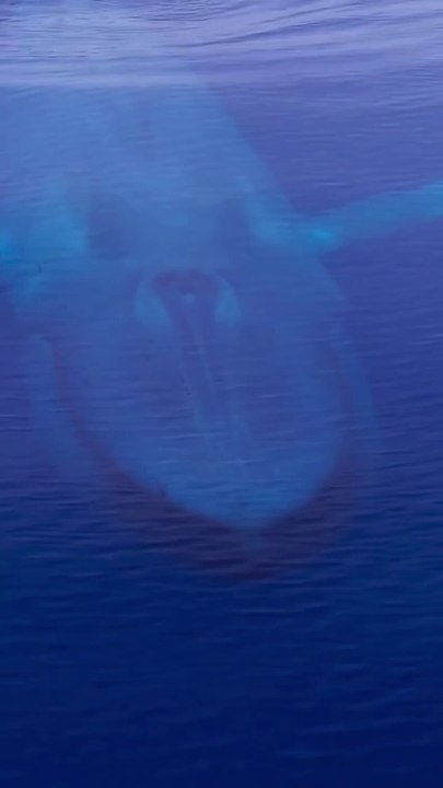 the blue whale edit 4k