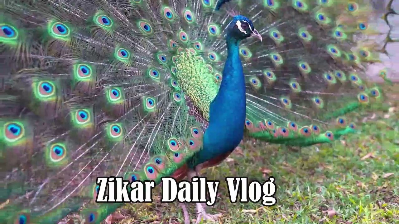zikar daily 33 time a day
