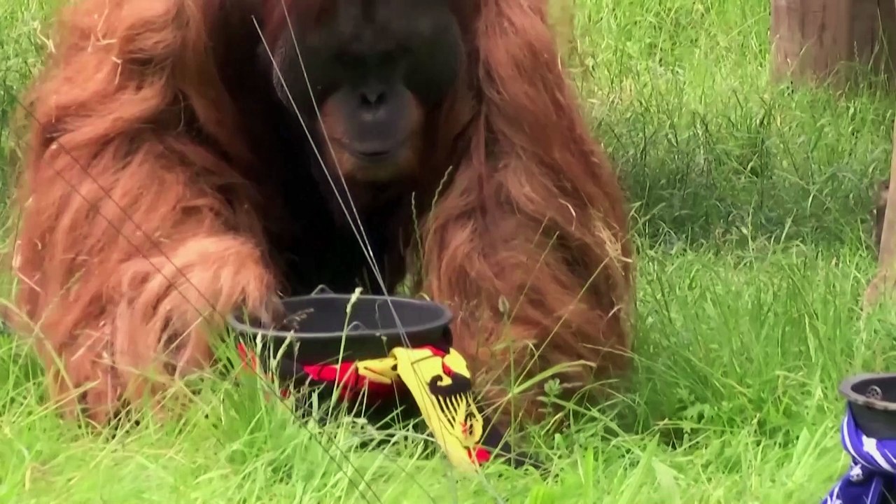 Orangutan backs Germany against Scotland in Euros