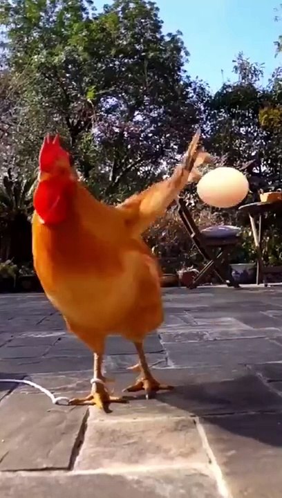 Very #funny funny #yt #youtubeshort #trending #turkey #us #canada #saudia #iran #pk #natural #bohpal #dailymotion #trending #turkey #us #canada #saudia #iran #pk #natural #bohpal #birds #matting process #birds love you #short #funny #yt #youtubeshort