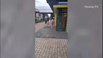 Urocza owieczka na spacerze w Białymstoku 🐑