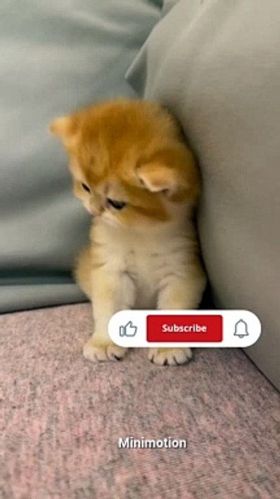 Naughty cat