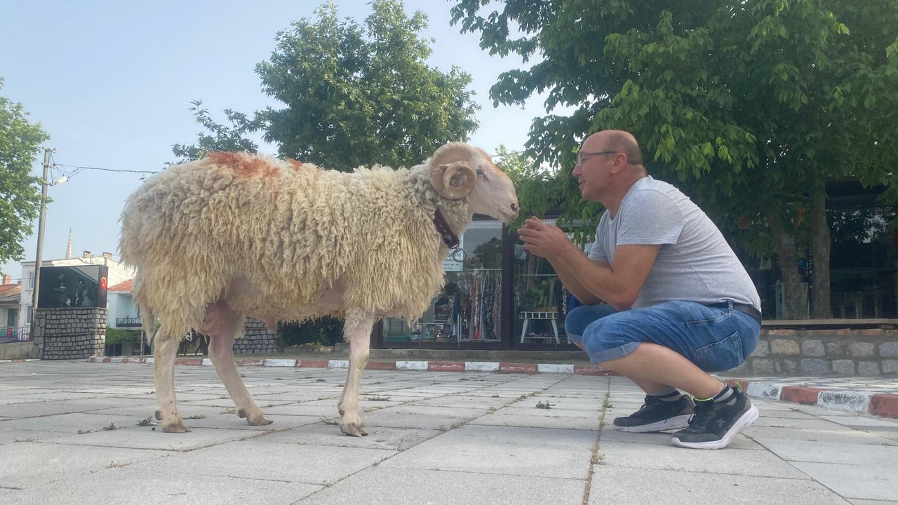 Çanakkale'de bir kişi, satın aldığı koçla arkadaş oldu: Nasıl keseyim ki, insan arkadaşını kesip mangala koyar mı?
